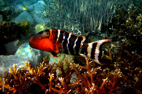 Red-breasted Wrasse (Cheilinus fasciatus), Red Sea, Egypt #26094280