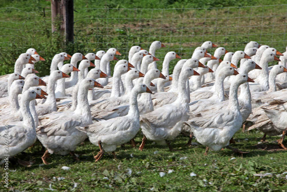 Obraz premium Gänse