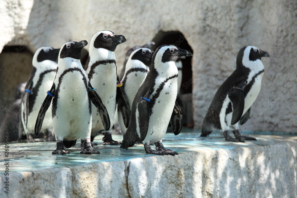 Obraz premium ケープペンギン (東京・上野動物園)