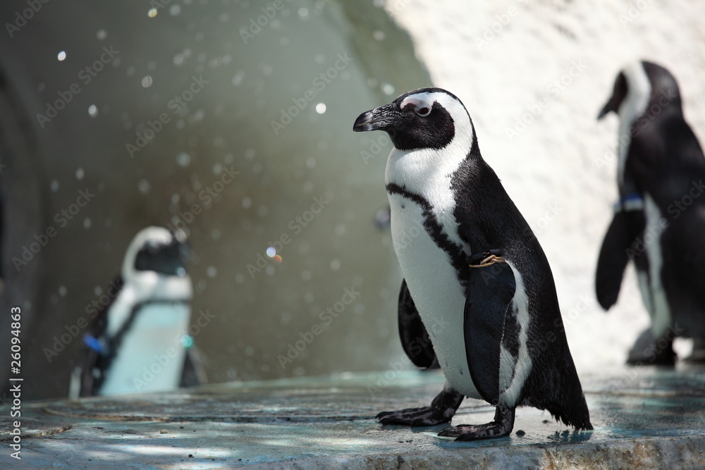Fototapeta premium ケープペンギン (東京・上野動物園)
