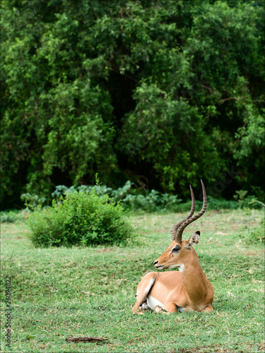 The impala has a rest. © Uryadnikov Sergey