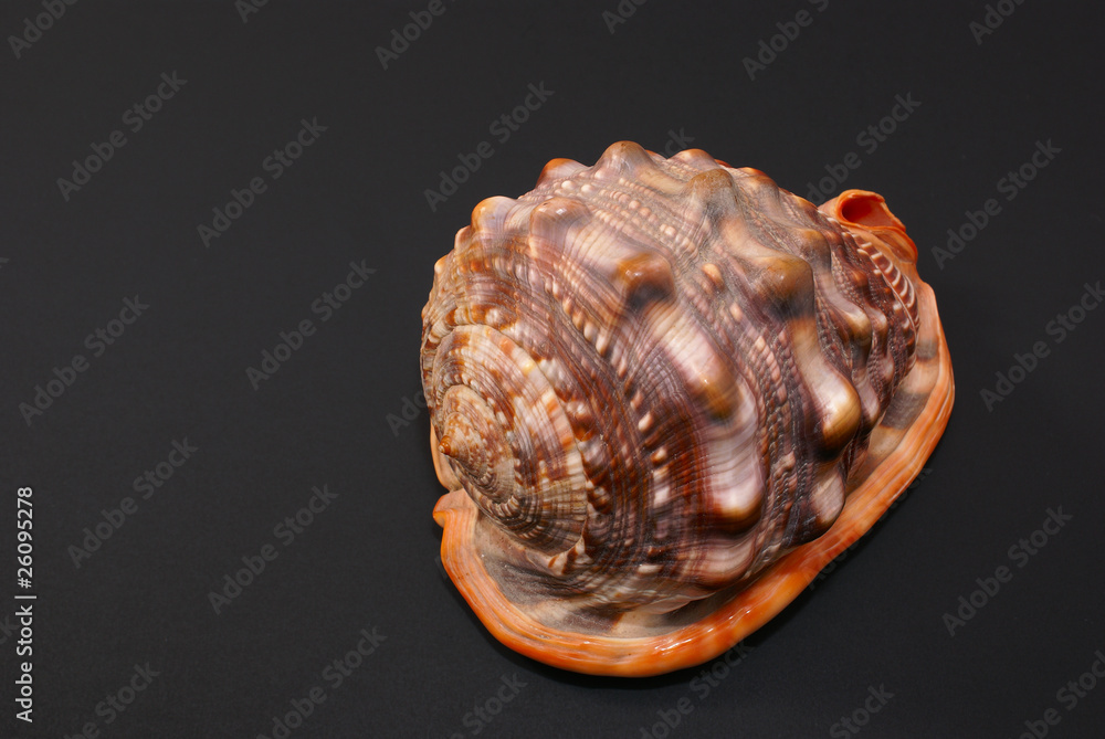 Sea shell isolated on black background