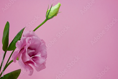 pink lisianthus