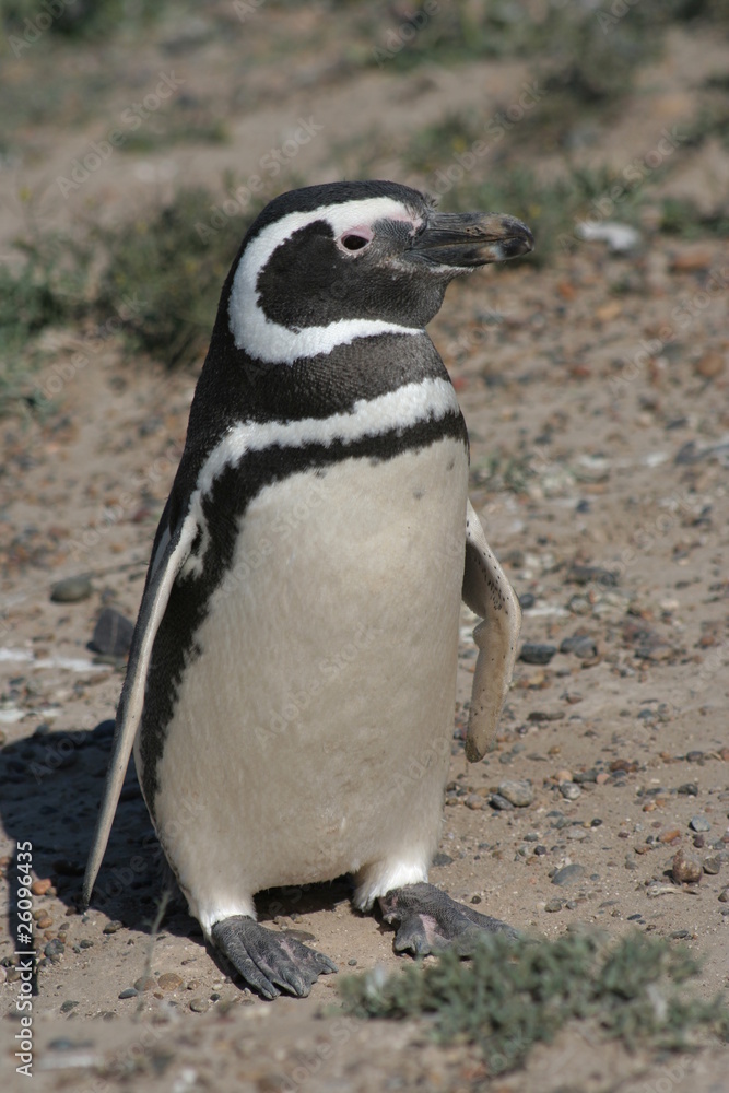 Fototapeta premium PINGUINO SOLITARIO