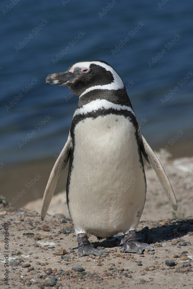 Fototapeta premium PINGÜINO