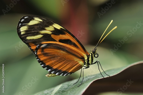 papillon Hypolimnas missipus (Diadème ou Nymphale du pourpier), originaire du Kenya (résident Afrique, Amérique du sud, Antilles, Asie...) © didier salou