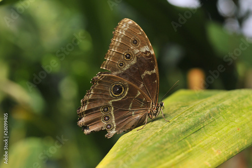 papillon le Caligo atreus (la chouette géante ), originaire  d'Amérique du Sud, du Mexique au Pérou photo