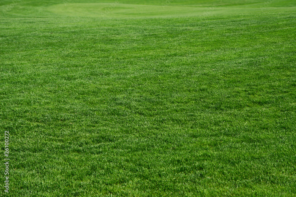 Grass on a golf course