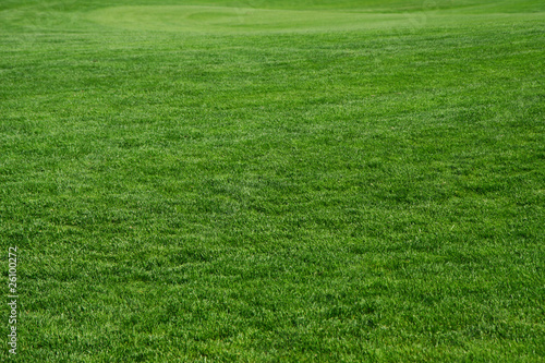 Grass on a golf course