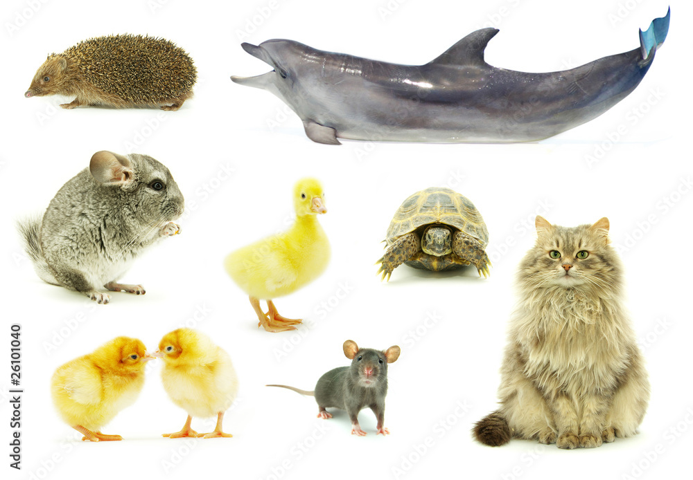 Naklejka premium animal
