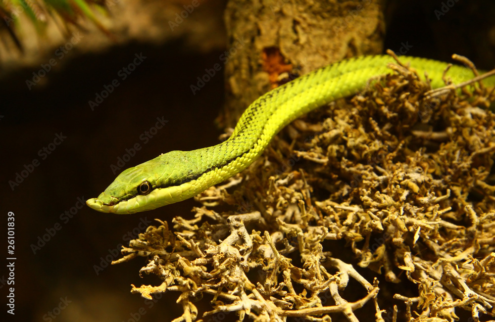 Detail of the green snake Detail of the green snake