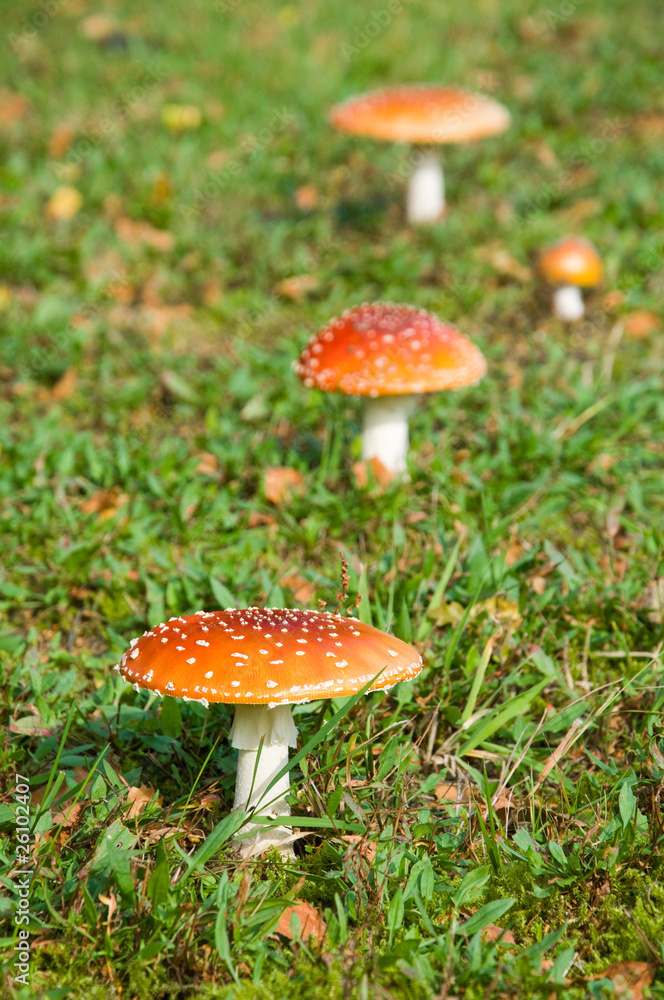 Fliegenpilze Fliegenpilze