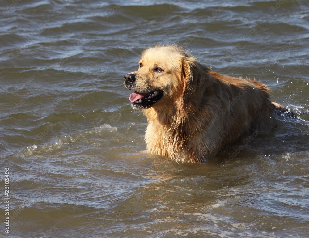 golden retriever golden retriever