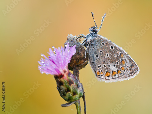 Wallpaper Mural Früh am Morgen Torontodigital.ca
