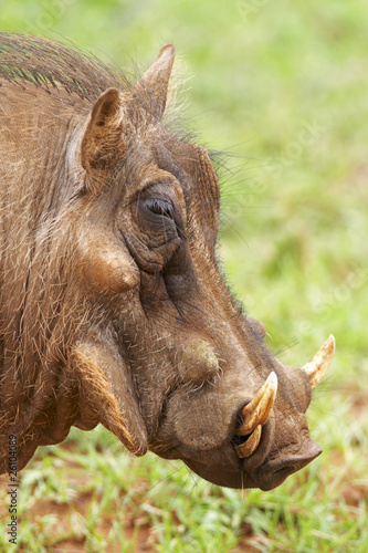 Warthog in profile