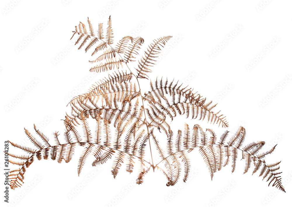 Fototapeta premium Dead fern leaf