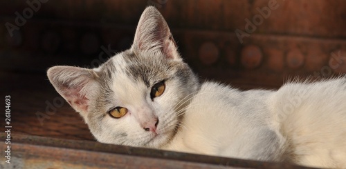 Chat