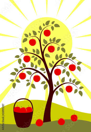 apple tree and sun
