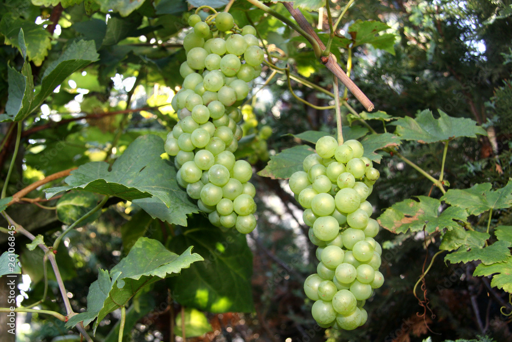 grüne Trauben Weintrauben