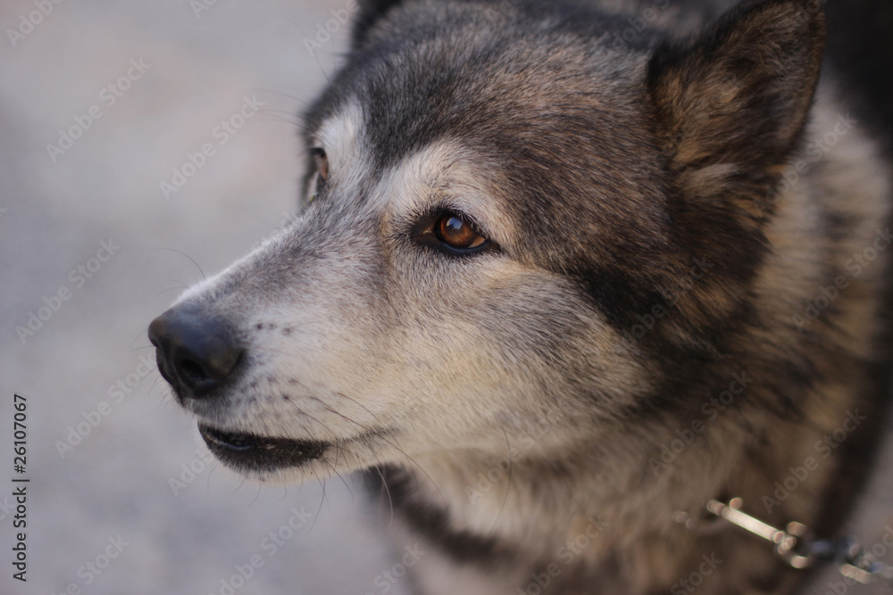 Obraz premium Siberian Husky on chain