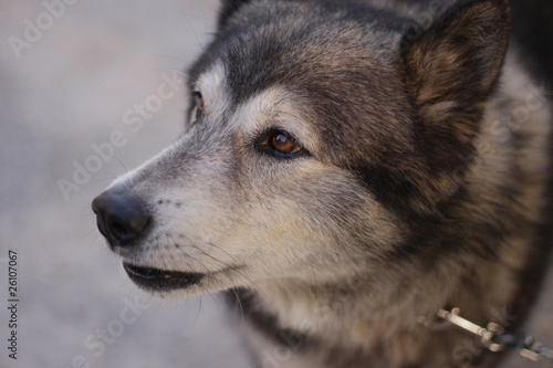 Siberian Husky on chain