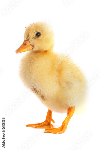 The yellow small duckling