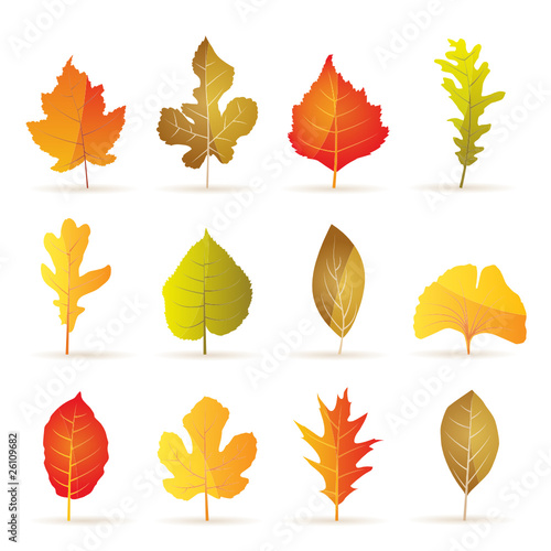 different kinds of tree autumn leaf icons