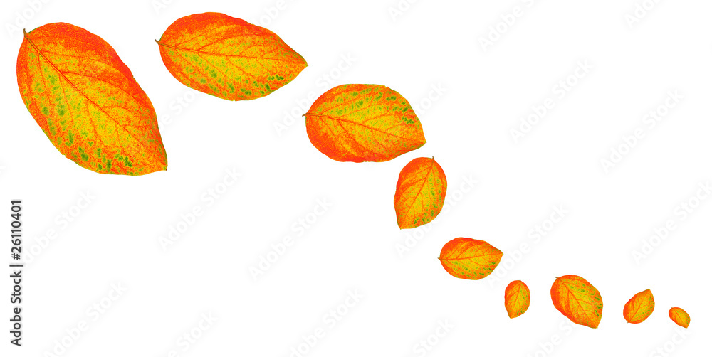 Autumnal leaves