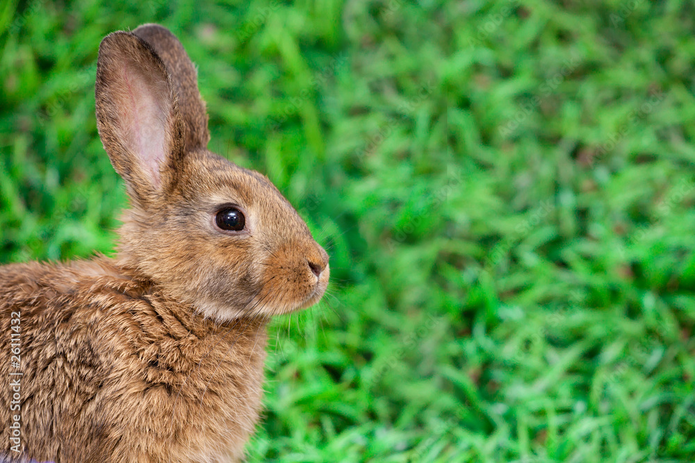 Fototapeta premium Cute little bunny