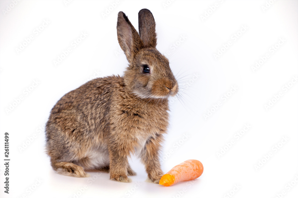 Obraz premium Cute little bunny