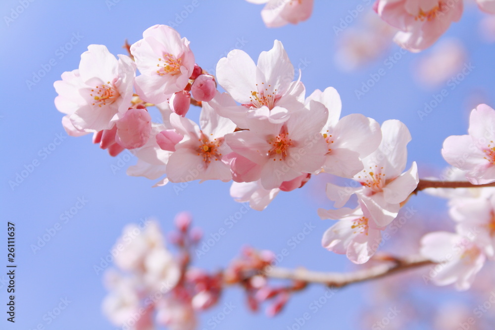 Obraz premium cherry blossom