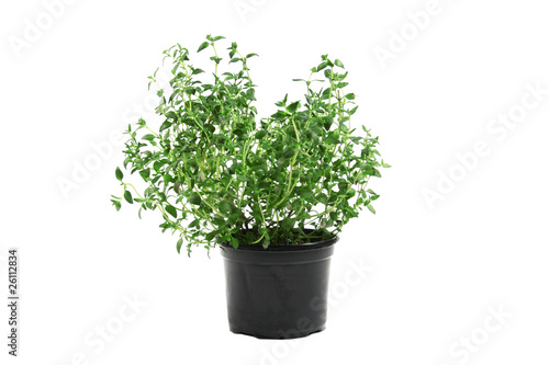 potted thyme isolated on white background