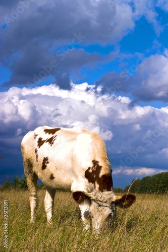 cow © TSpider