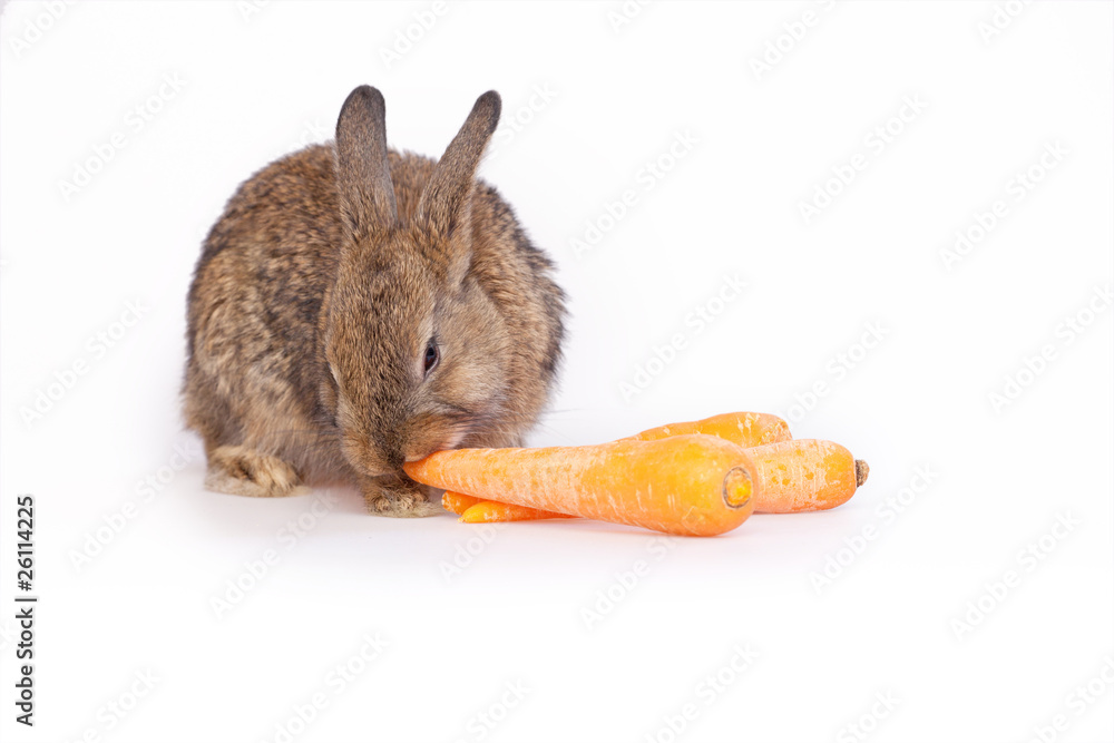 Fototapeta premium Cute little bunny