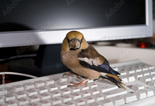 Keyboard and Bird 4