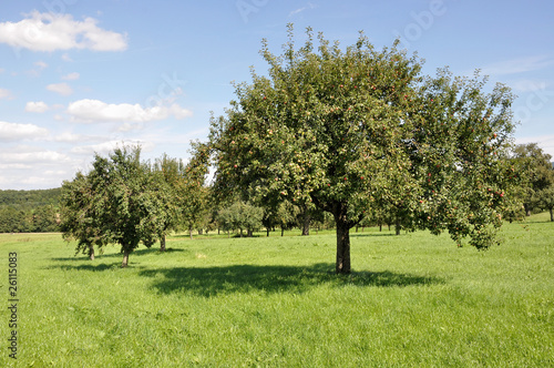 baden württenberg, alberi da frutta nei campi #1
