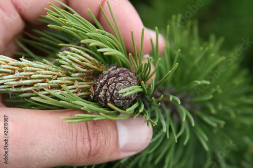 Fir cone