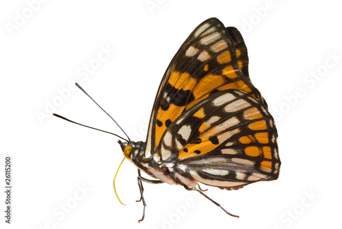 Butterfly (Sephisa dichroa) 8 © Valeriy Kirsanov