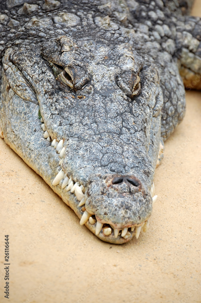 Fototapeta premium Crocodile head vertical
