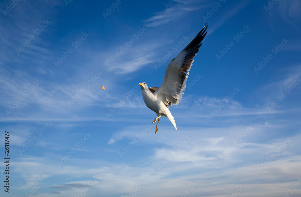 Obraz premium Sea Gull