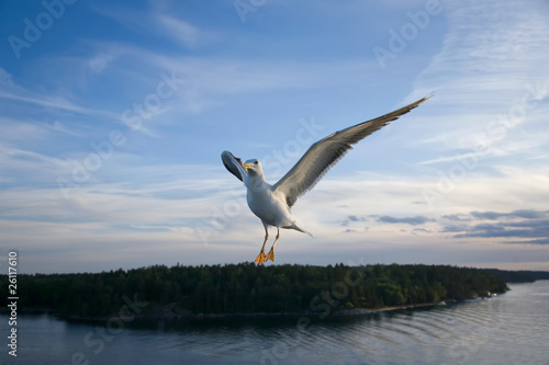 Sea Gull