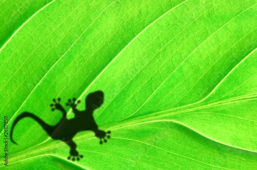 gecko shadow on leaf