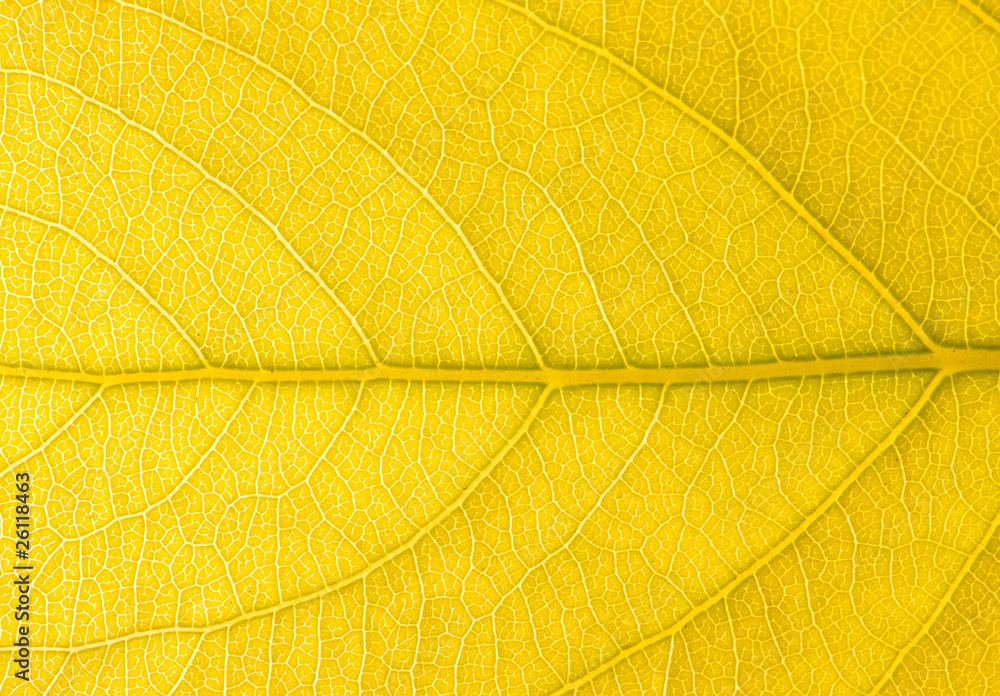 Obraz premium autumn leaf