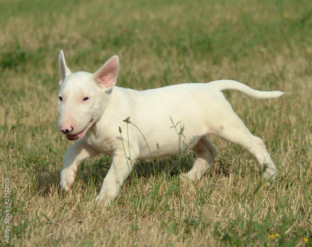 BULL TERRIER BULL TERRIER