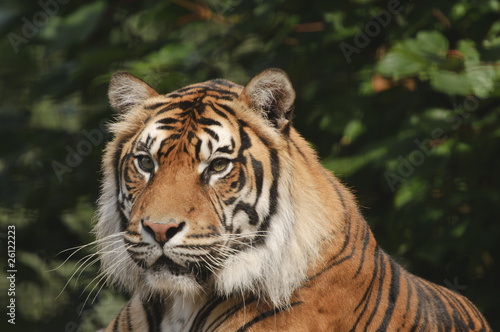 Sumatran Tiger © Stephen Meese
