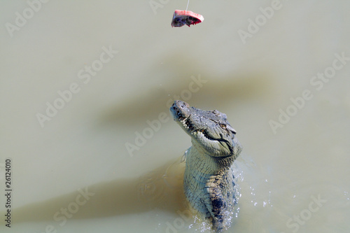 Принти на полотні crocodile