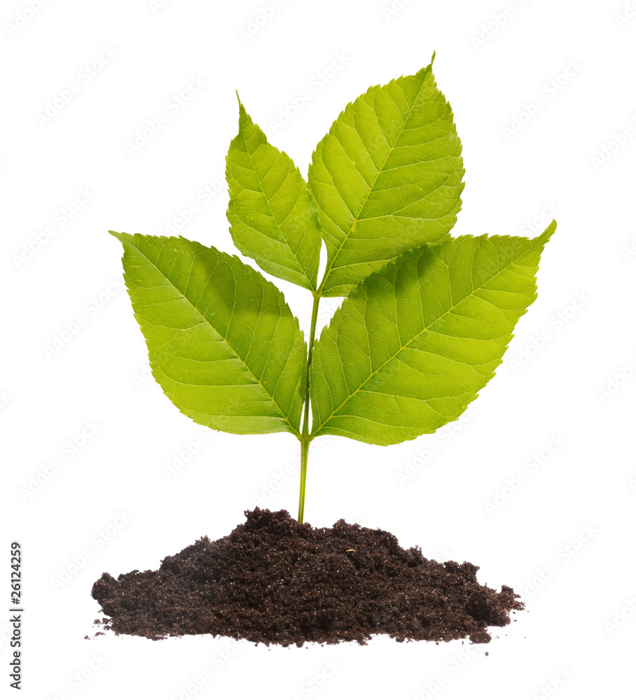 young sprout isolated on white young sprout isolated on white