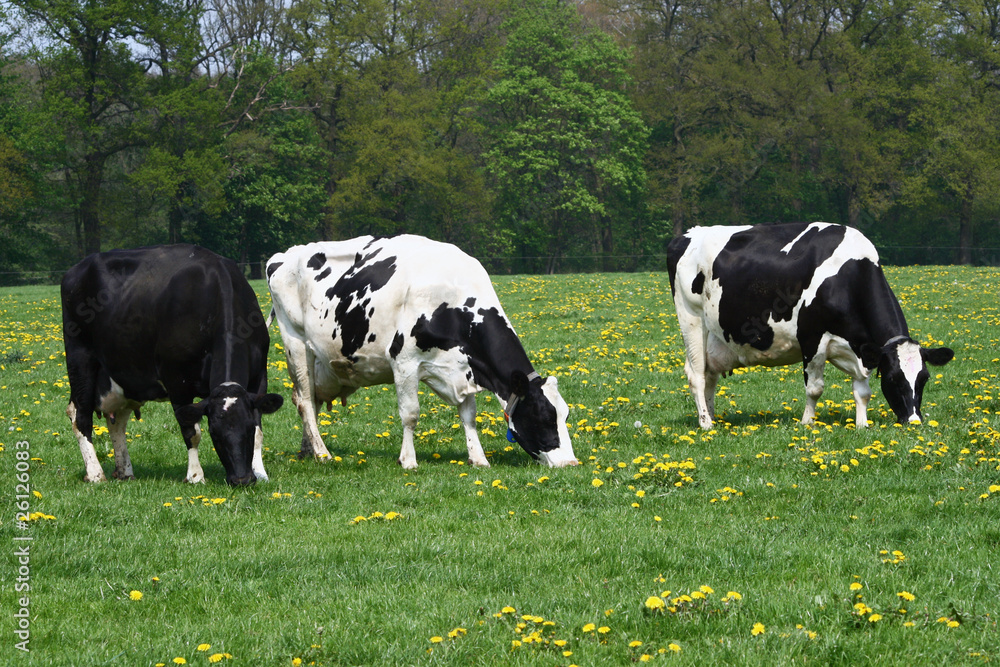 Cows Cows