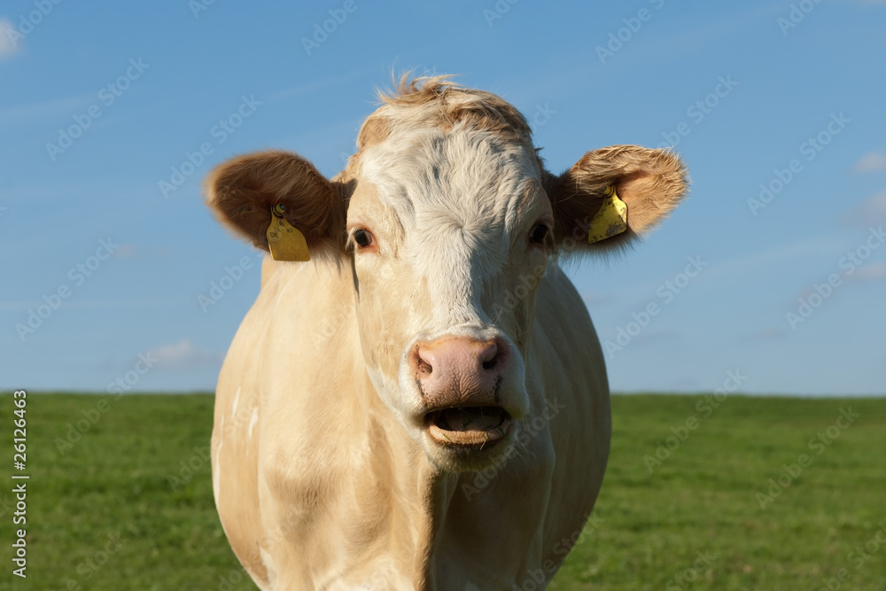 Rind auf der Weide