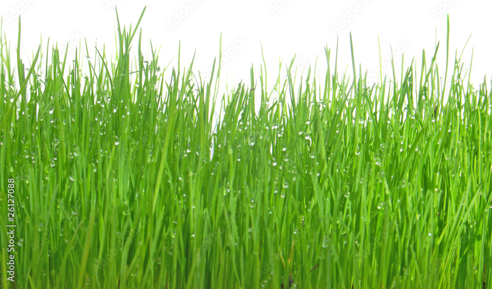 gouttes d'eau sur herbes gouttes d'eau sur herbes
